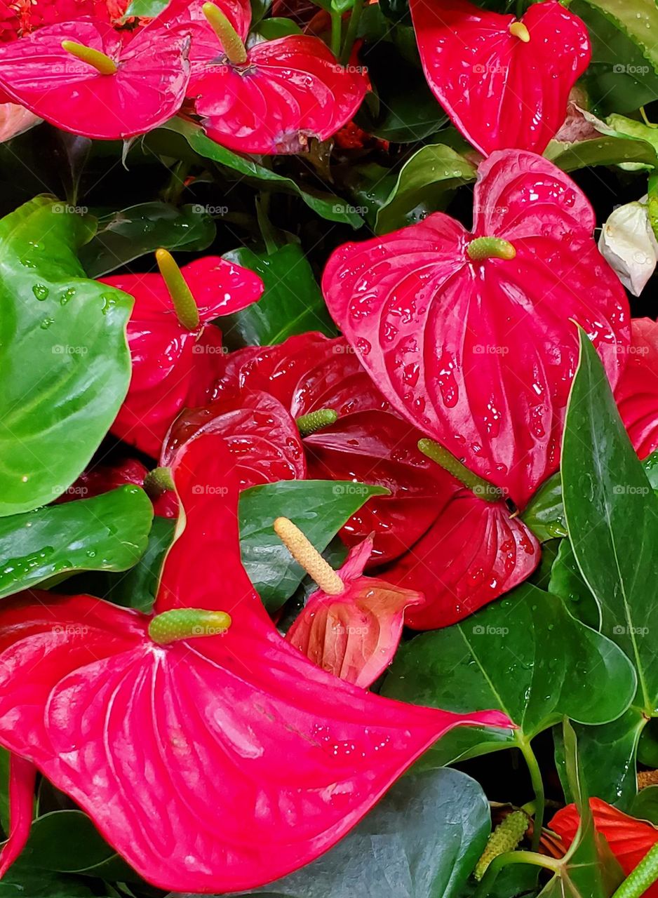 Red Flowers in the Garden