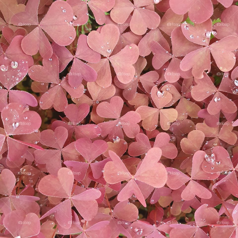 background of pink clover in dewdrops