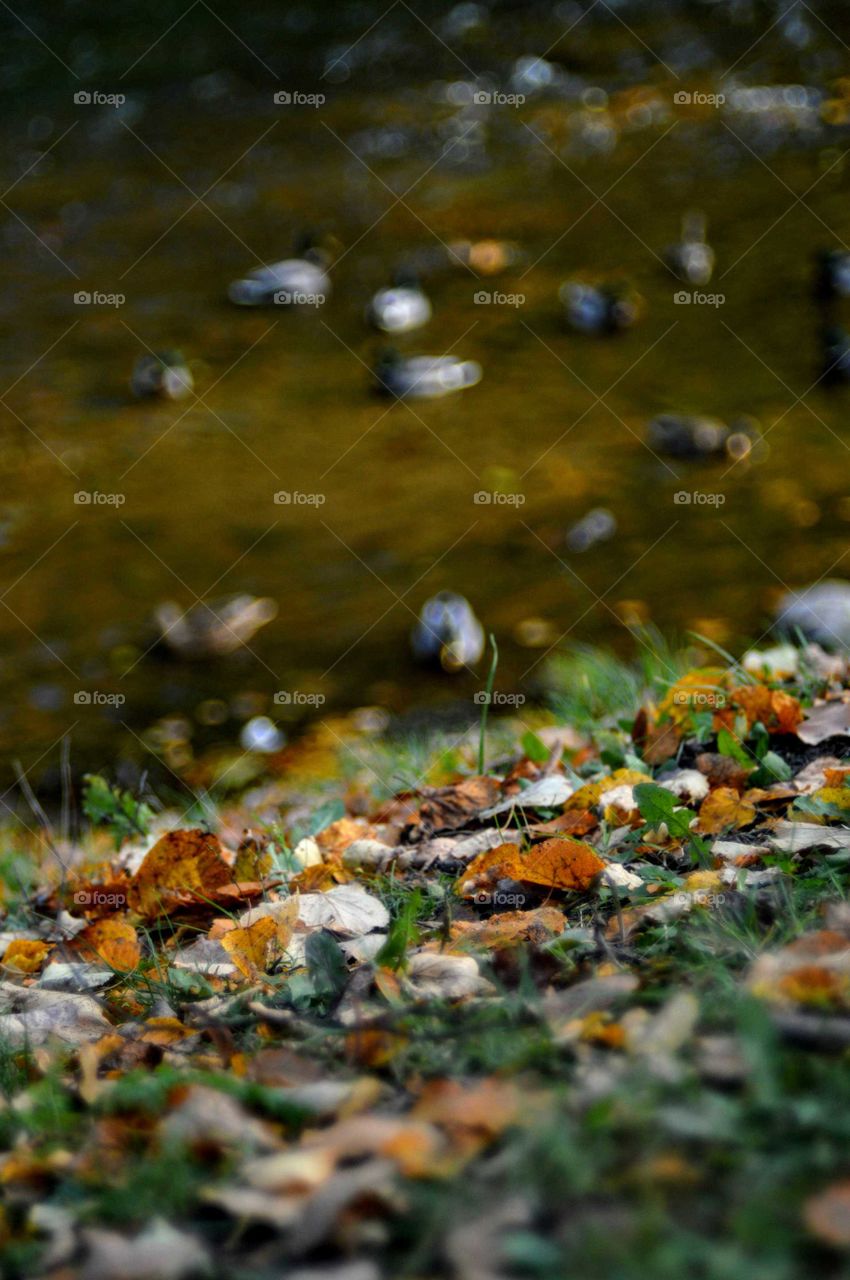 Autumn and ducks
