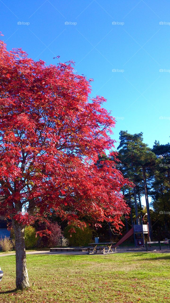 Red tree.  Red tree