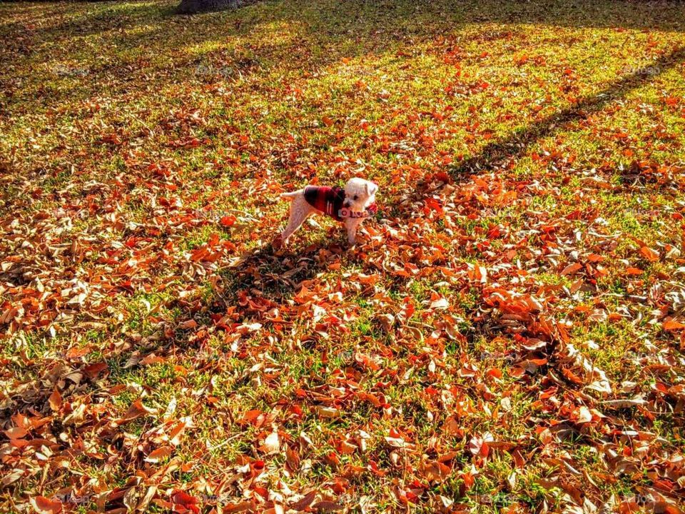 Puppy in Autumn Leaved