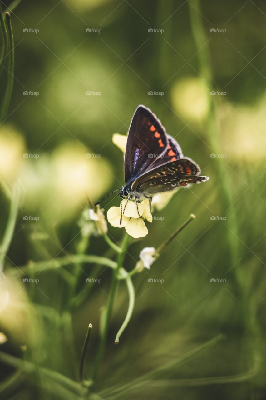butterfly