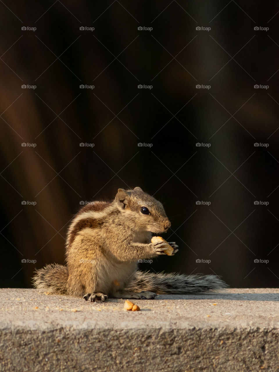 A cute squirrel is eating cookies