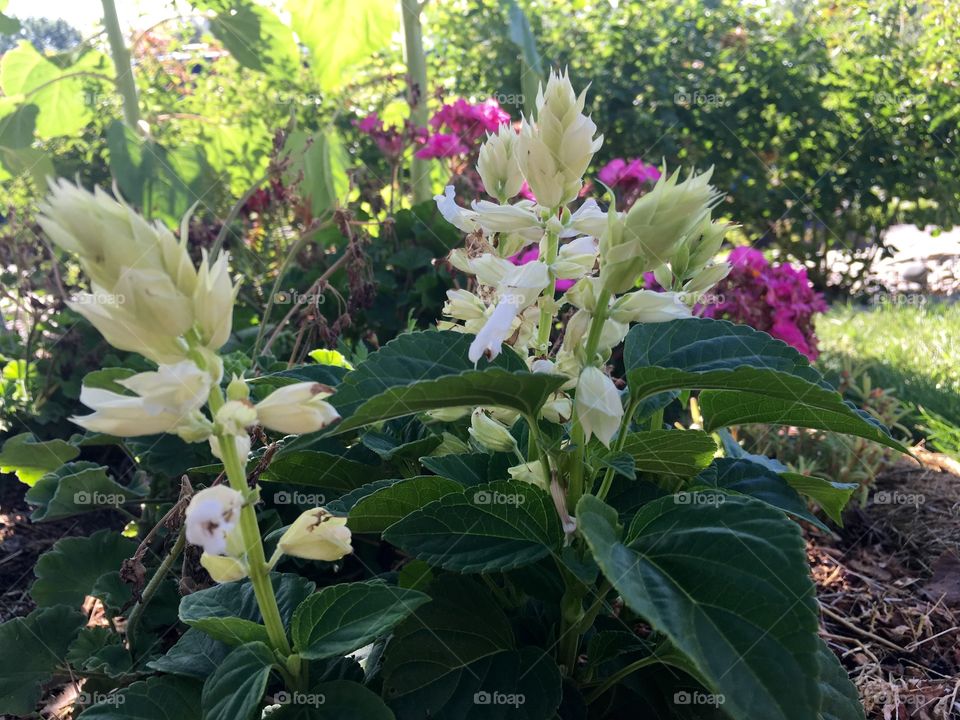 White Blossom