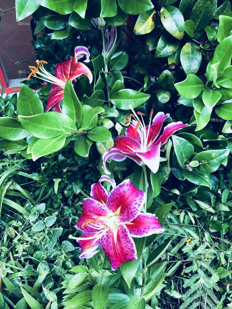 Gorgeous  dark pink stargazer lilies in my garden with much greenery. 
