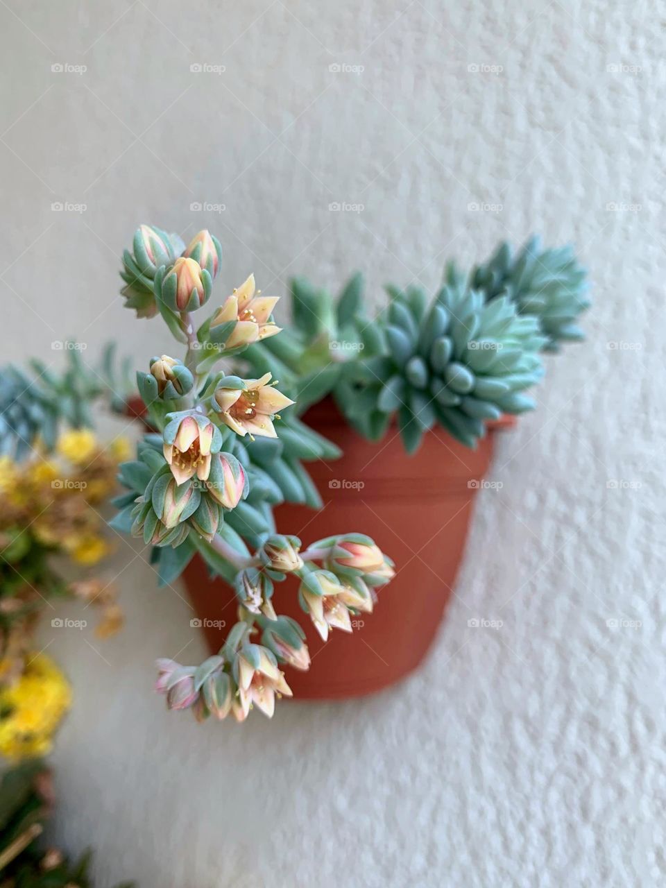 Potted plant on the wall 