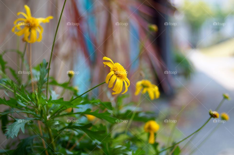 春意如黃花，四四南村。Spring as the yellow flower