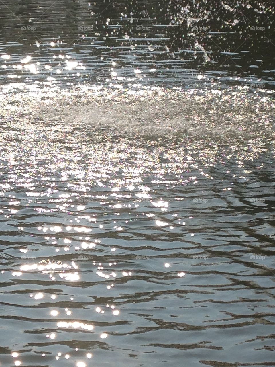 Sunlight on a pond 