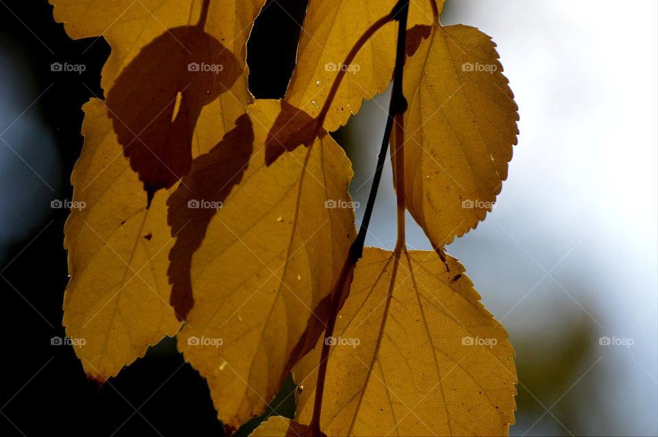yellow fall leaves