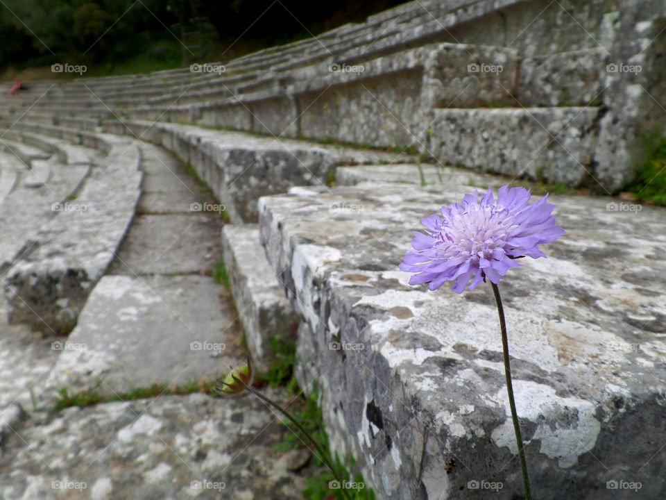 Purple Wild Flower at the Ancient Theatre