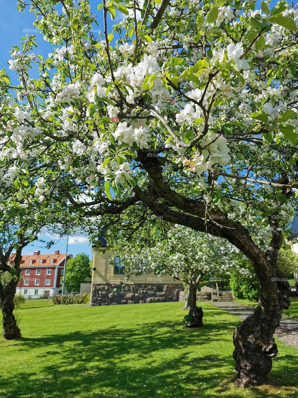 Apple tree