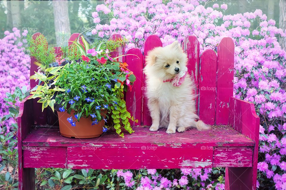 Dog and Plant on Pink Table
View of Pomeranian dog and green plant on table with blooming pink flowers in the background