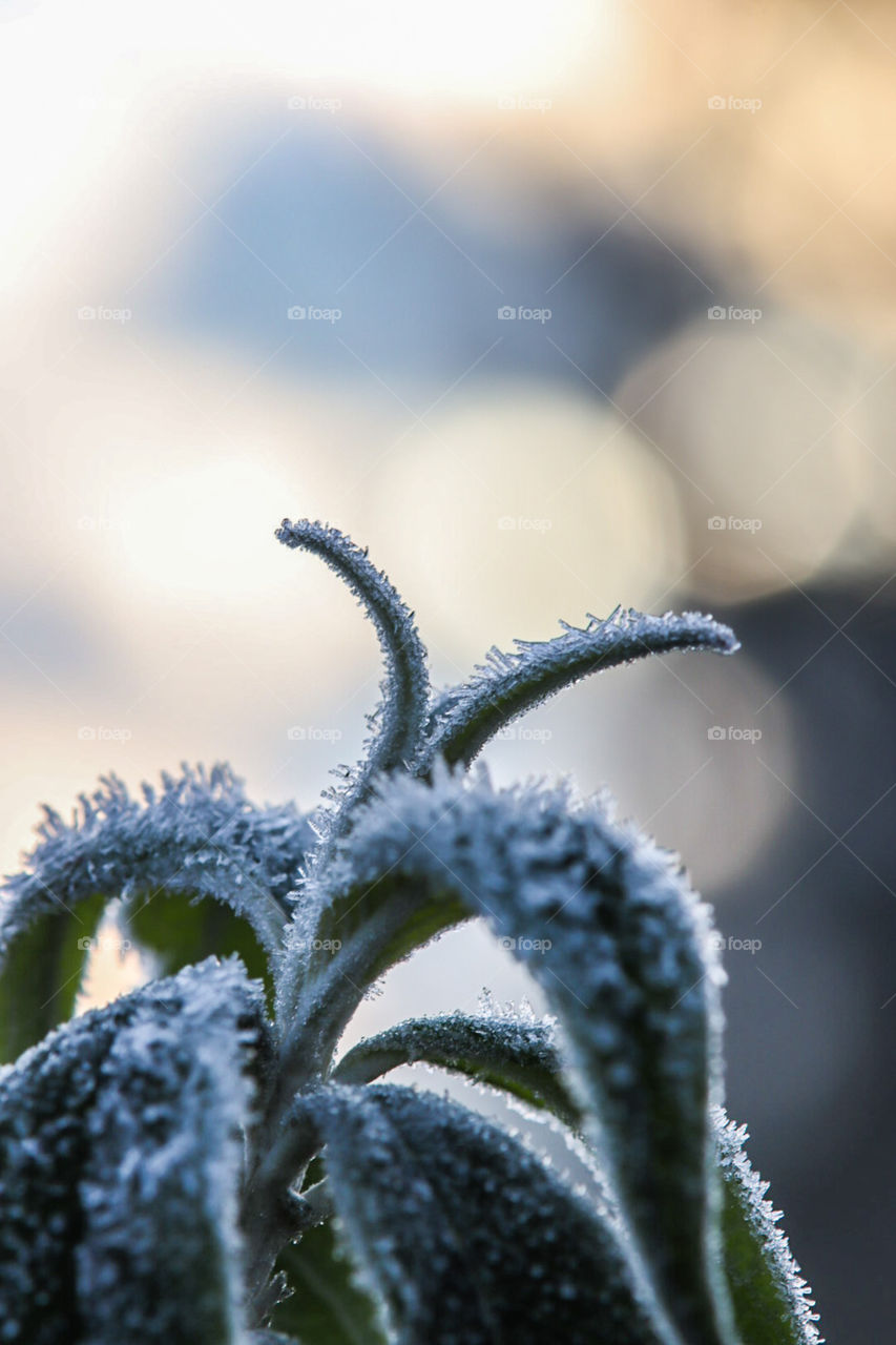 a cold morning in your own garden