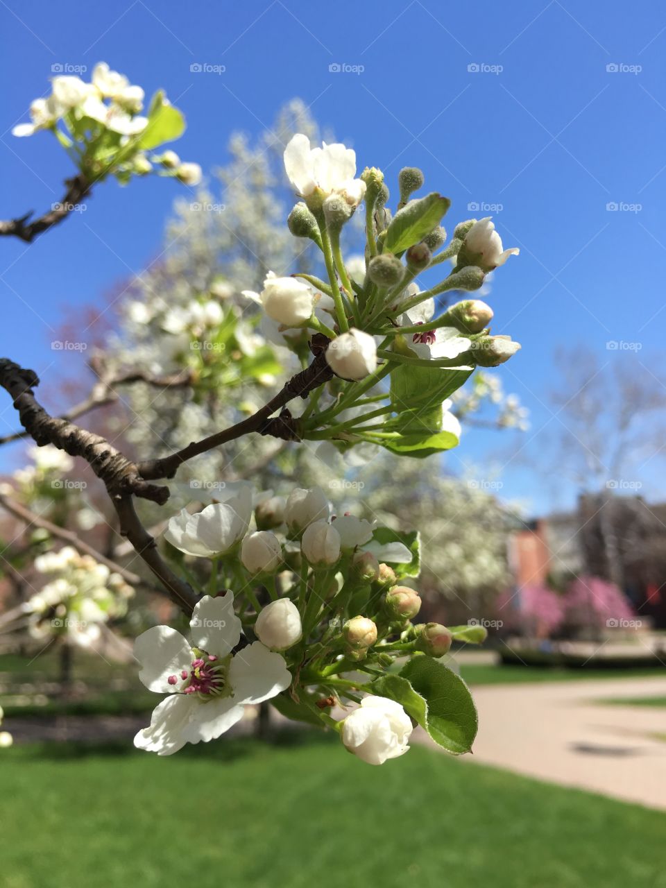 Blossoms on campus