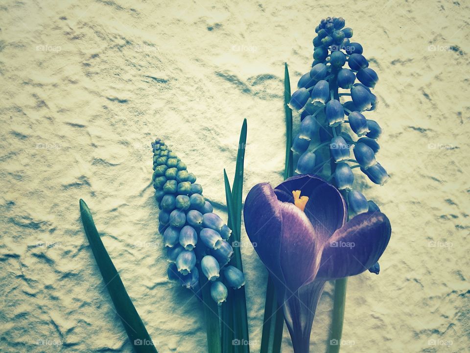 Grape hyacinths and crocus flowers