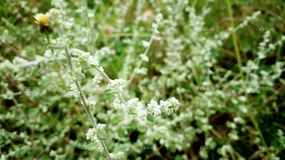 the most beautiful white flowers in my garden