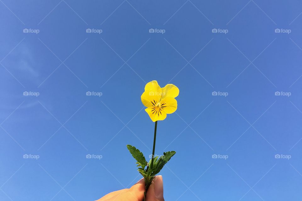 Hand holding yellow flower 