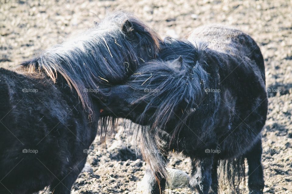 Ponies scratching each other 