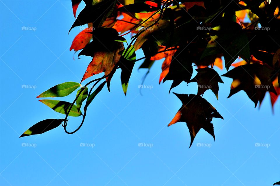 autumn tree and vine under blue skies.