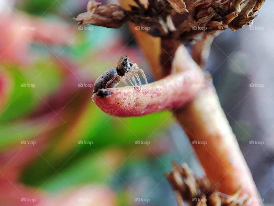 Jumping Spider on a succulent plant