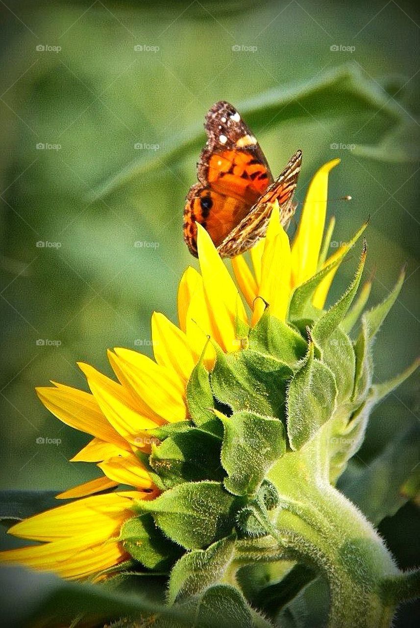 Sunflower Butterfly