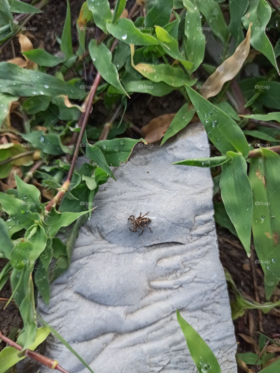 nothing more than nature.nature with no filters