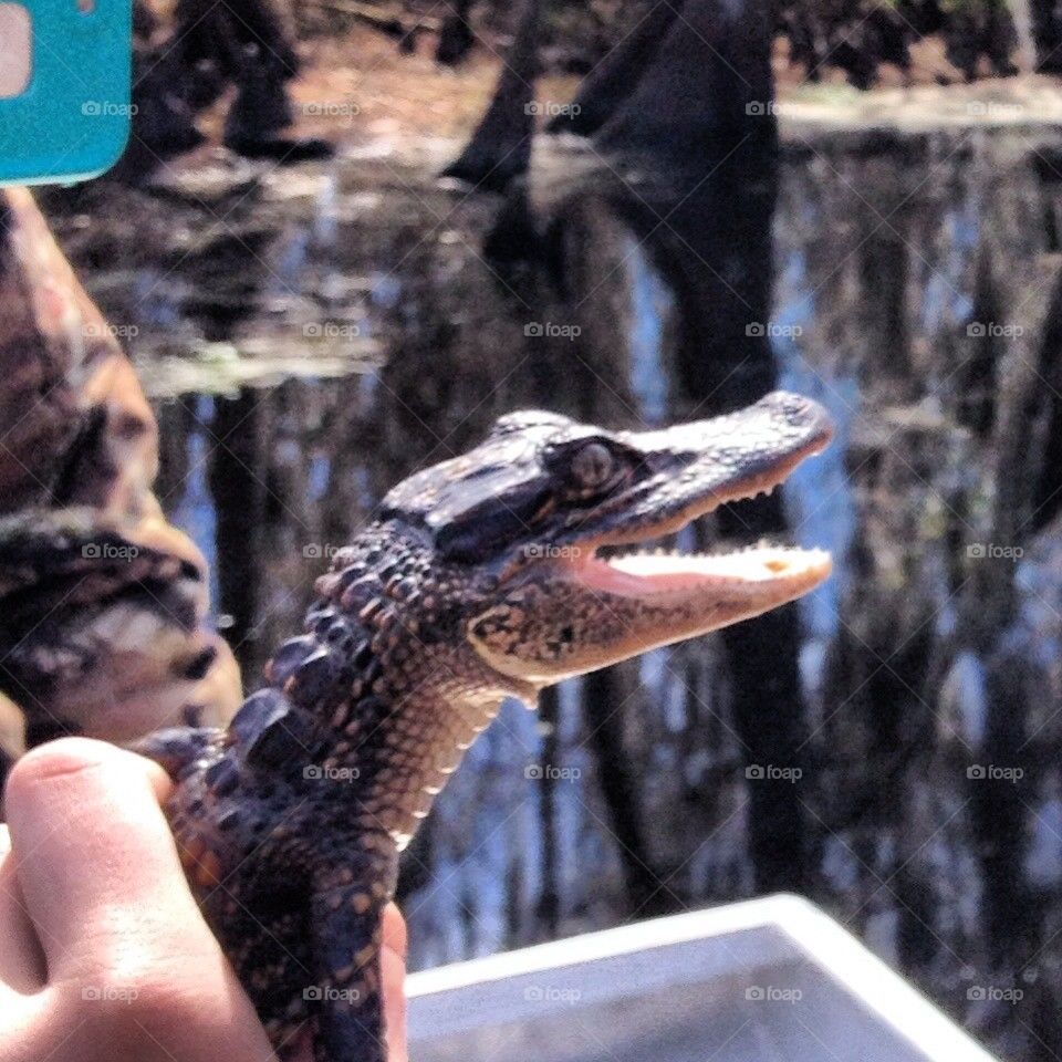 Baby Gator