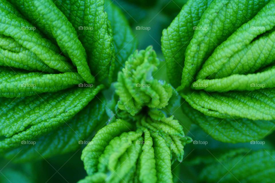 Budding leaves