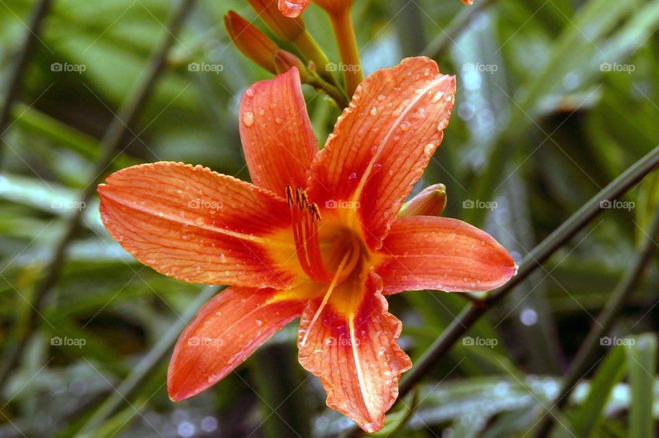 Closeup of orange colored flower blooming outdoors in Riga, Latvia.