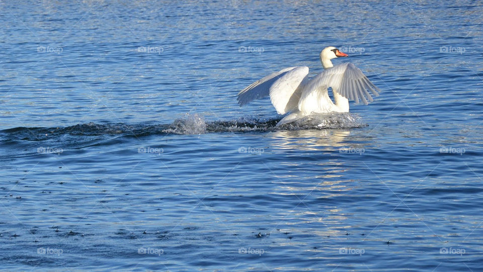 white water animal swan by bubu