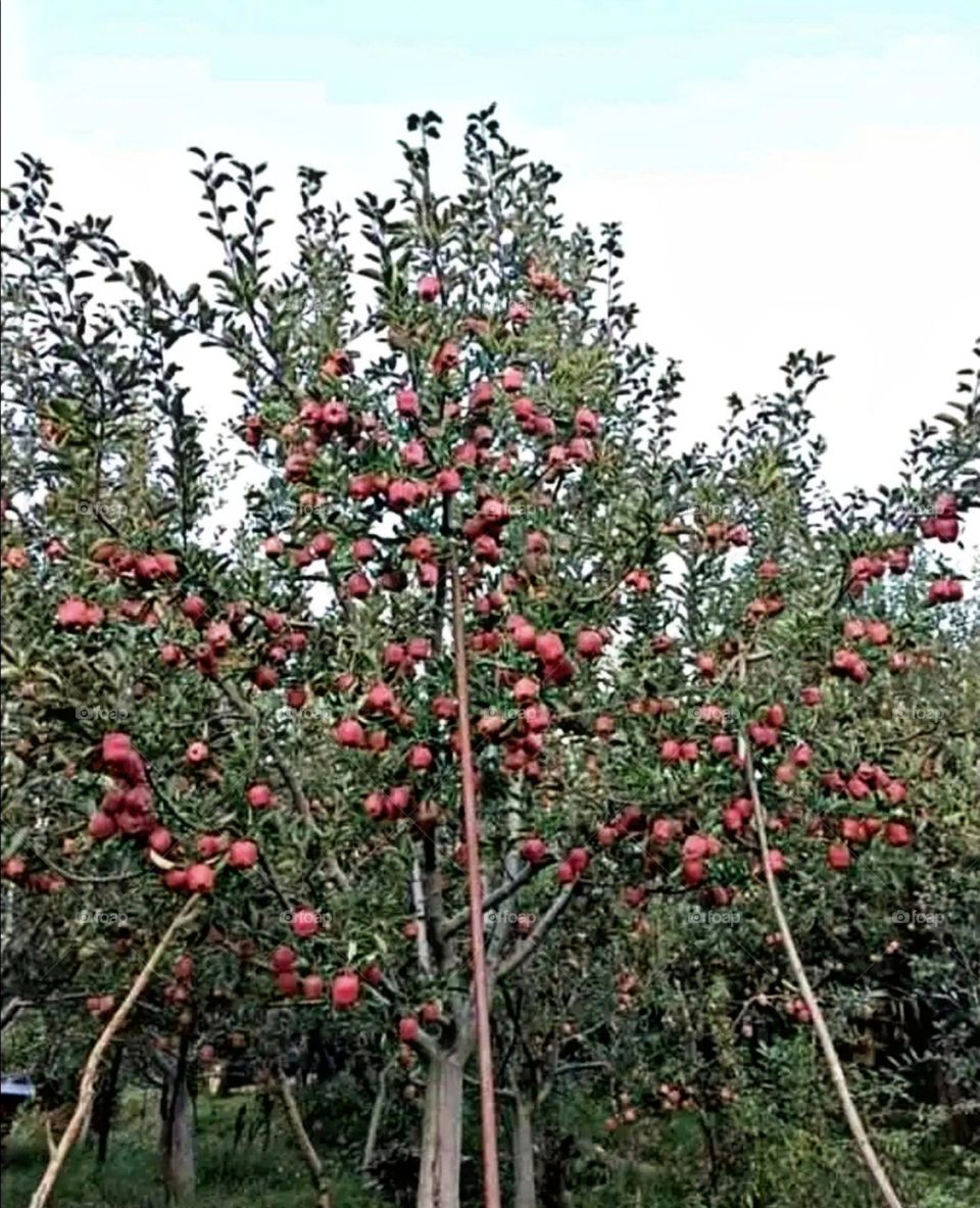 A most beautiful and attractive view in the garden.