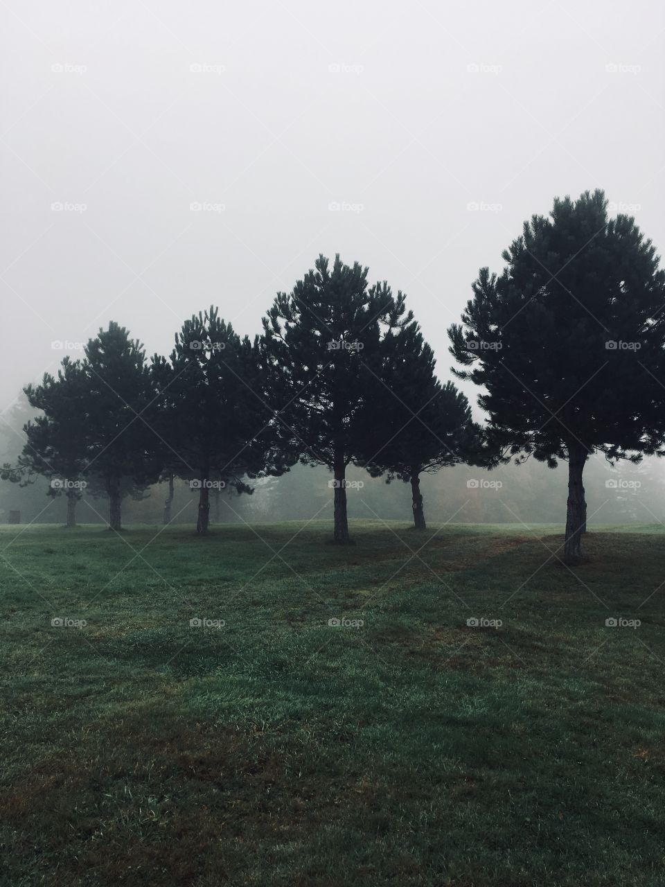 Pine trees in fog