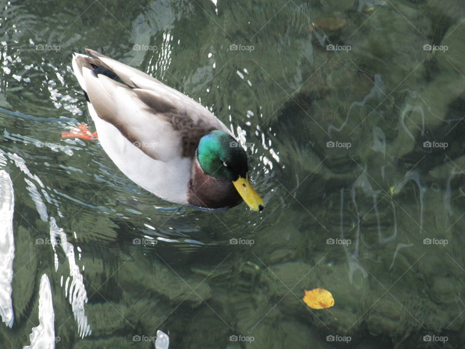 duck. duck in the pond