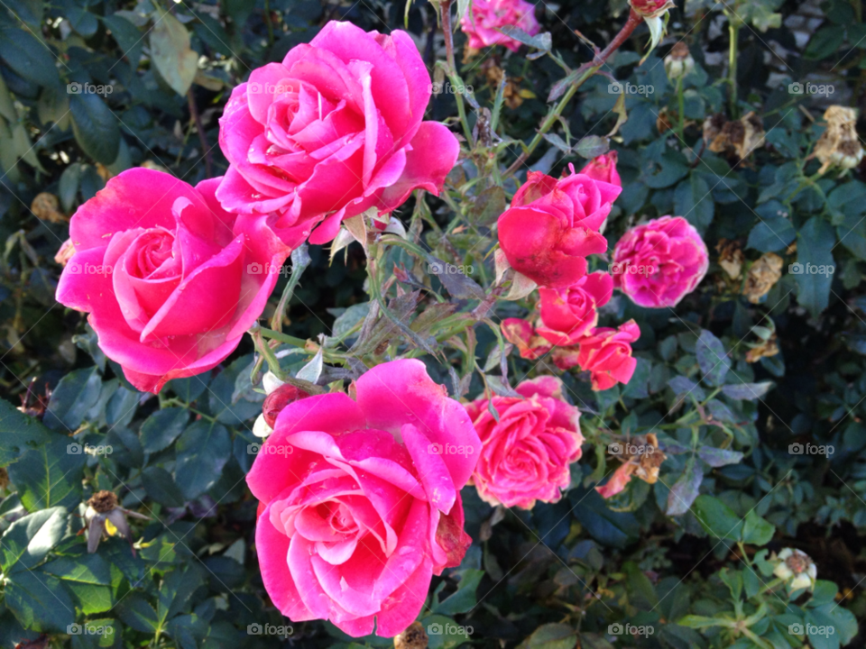 pink flower rose droplets by gkallis23
