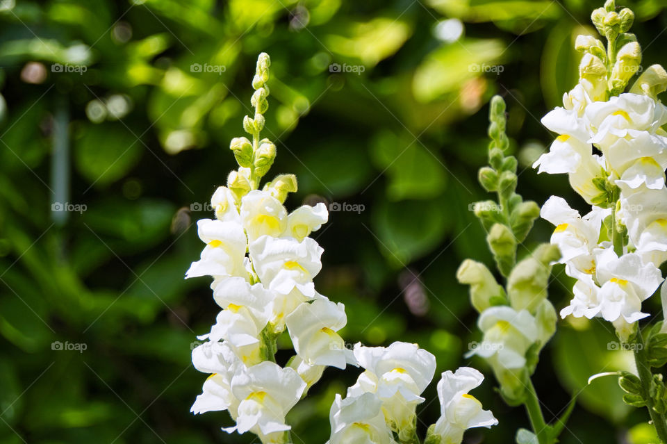 white flowers in the garden