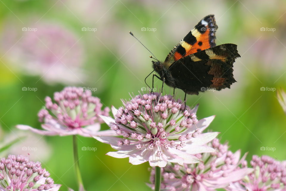 Tortoise-shell on astrantia major