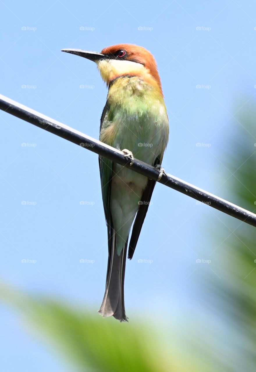 chestnut headed bee eater