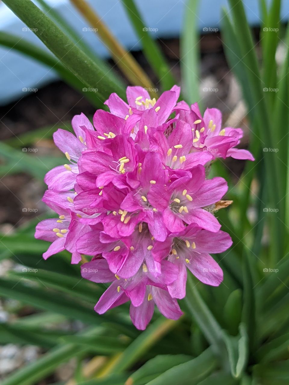 Beautiful Pink Flowers