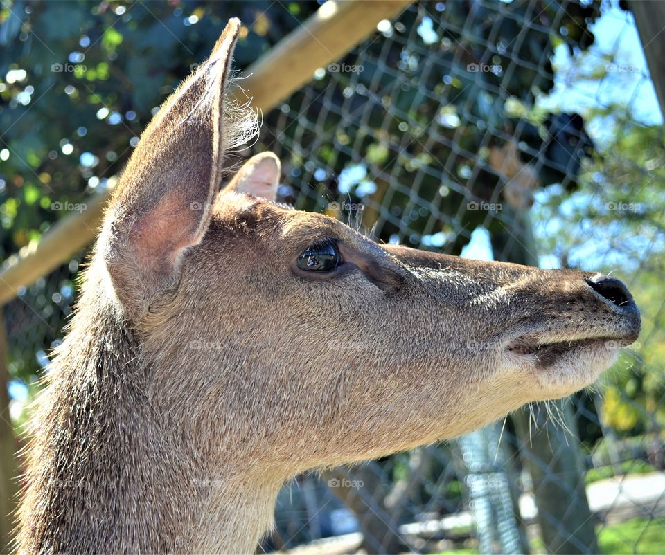 A deer up close