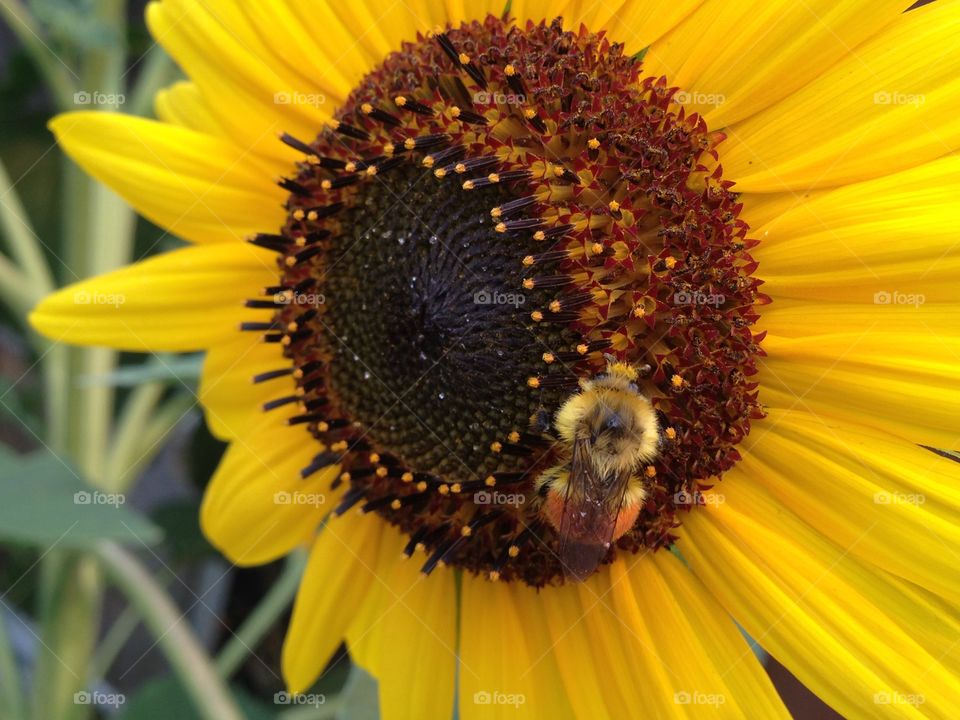 Honey bee on yellow flower