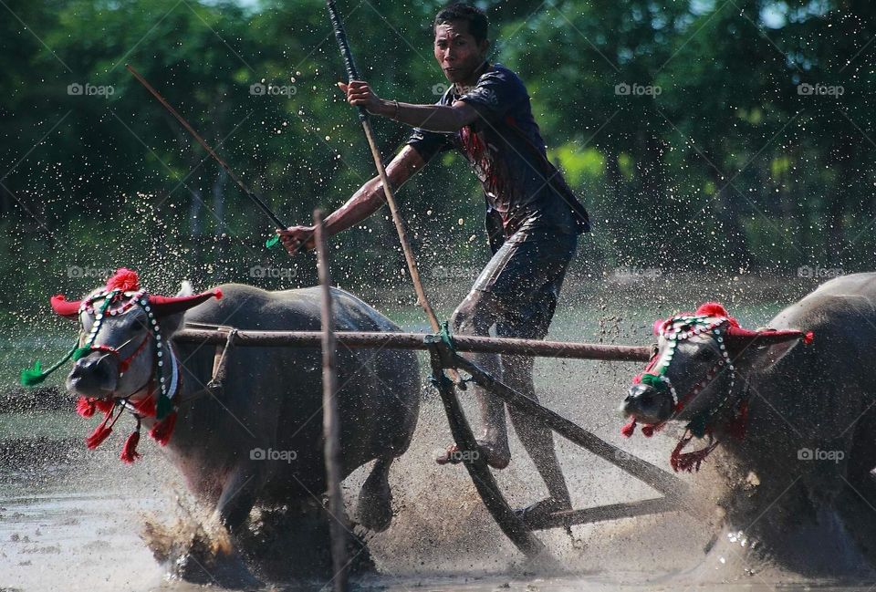 More than looking for dance. The person mate enjoy to drive the buffaloe in a racing. There's not afraid to fall in . Win or loss just be result to keep the culture of the traditional sport in sumbawa, Indonesia .