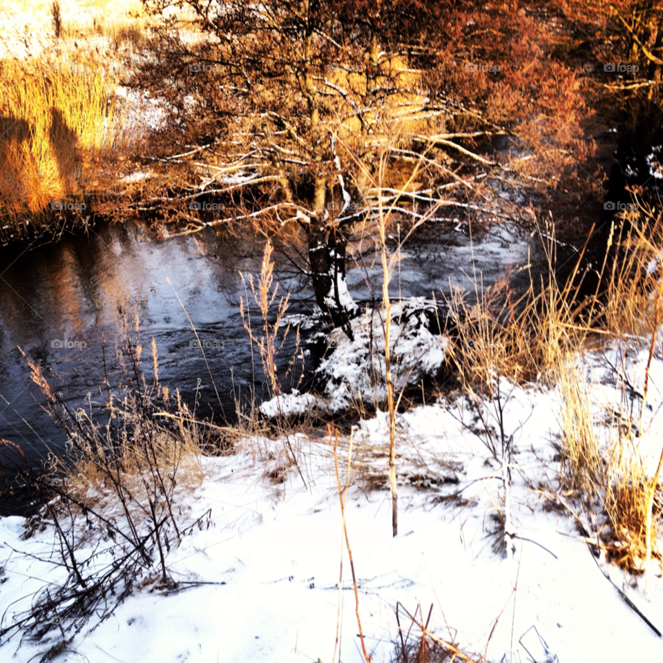 snow winter nature tree by liselott