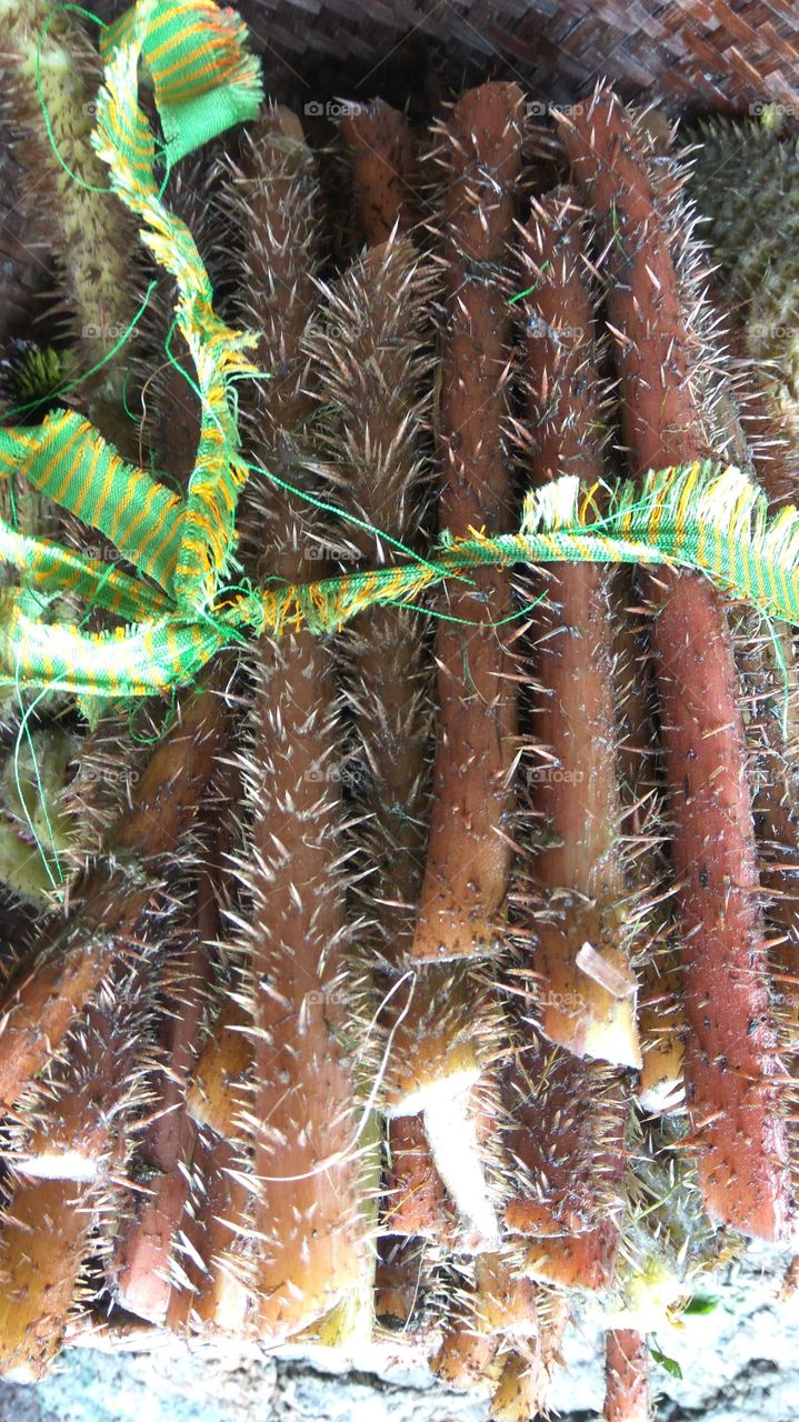 water spine lily@Thangjing mari