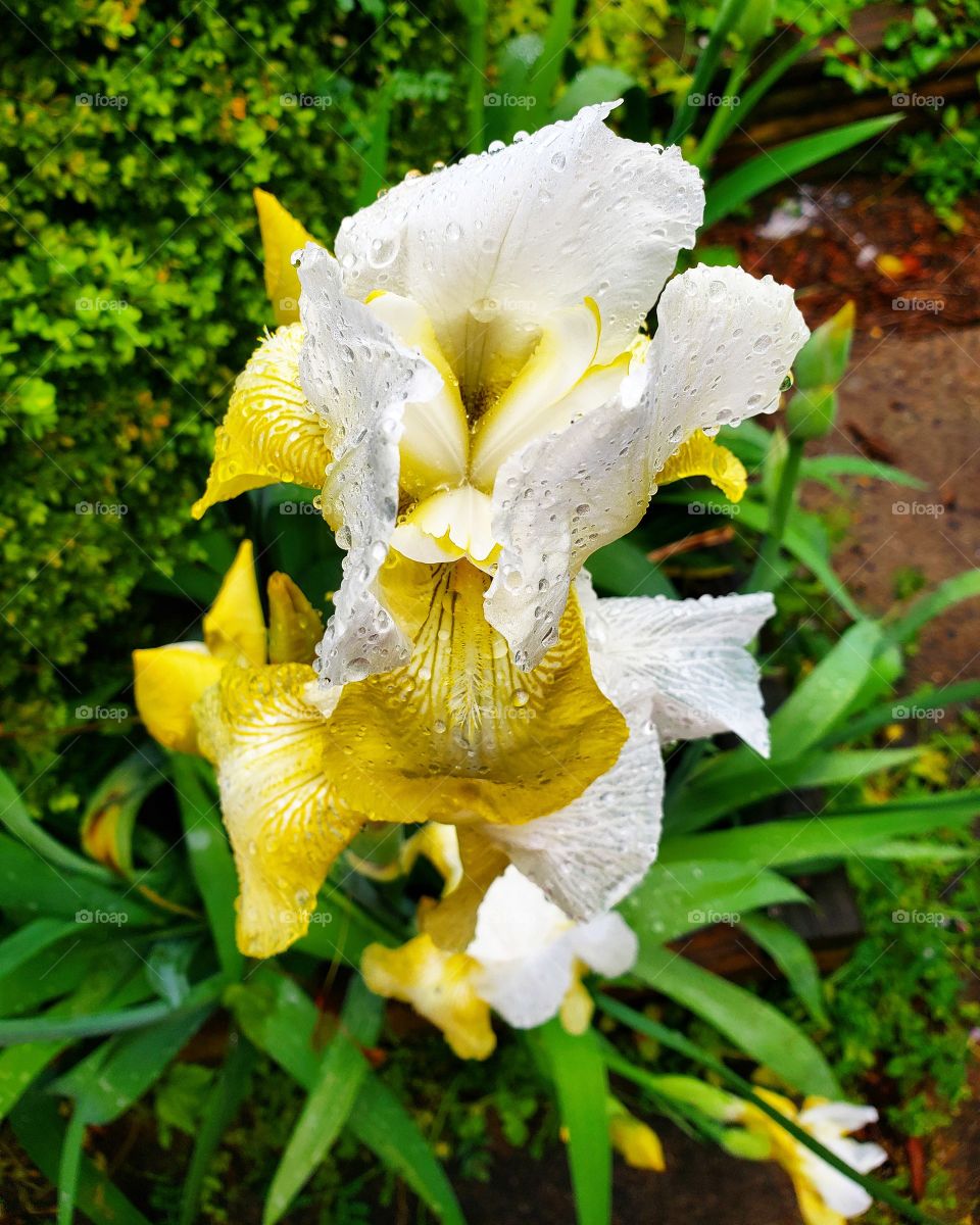 iris