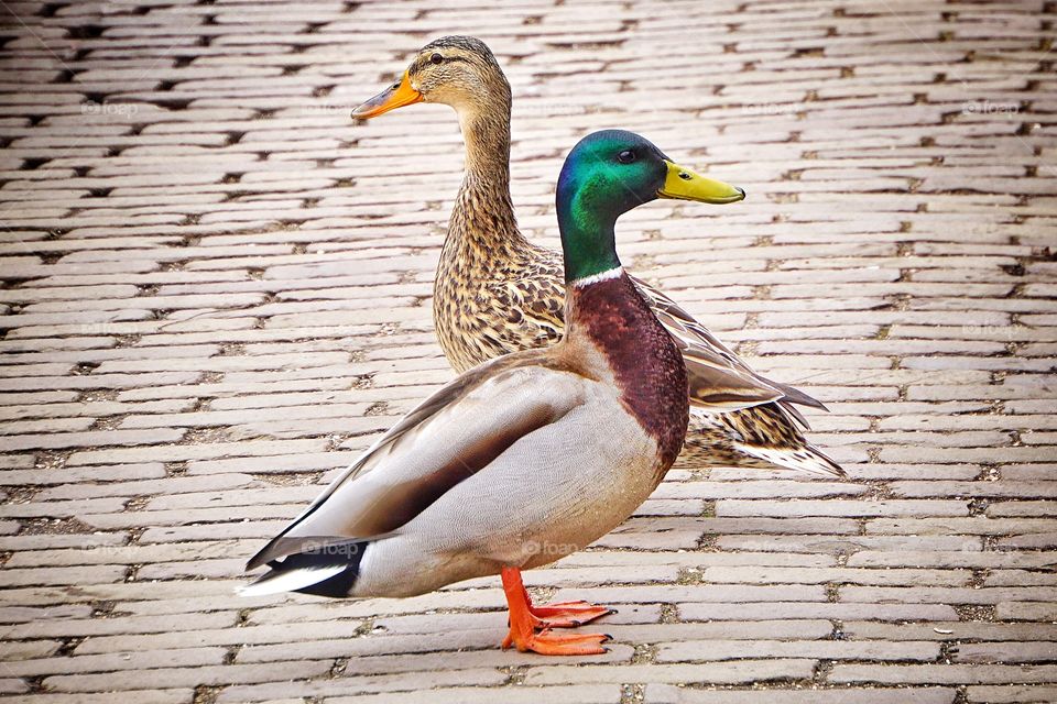 Two ducks looking in the opposite direction 