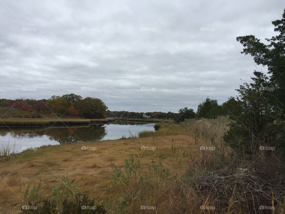 Marshland. Photographing Nature