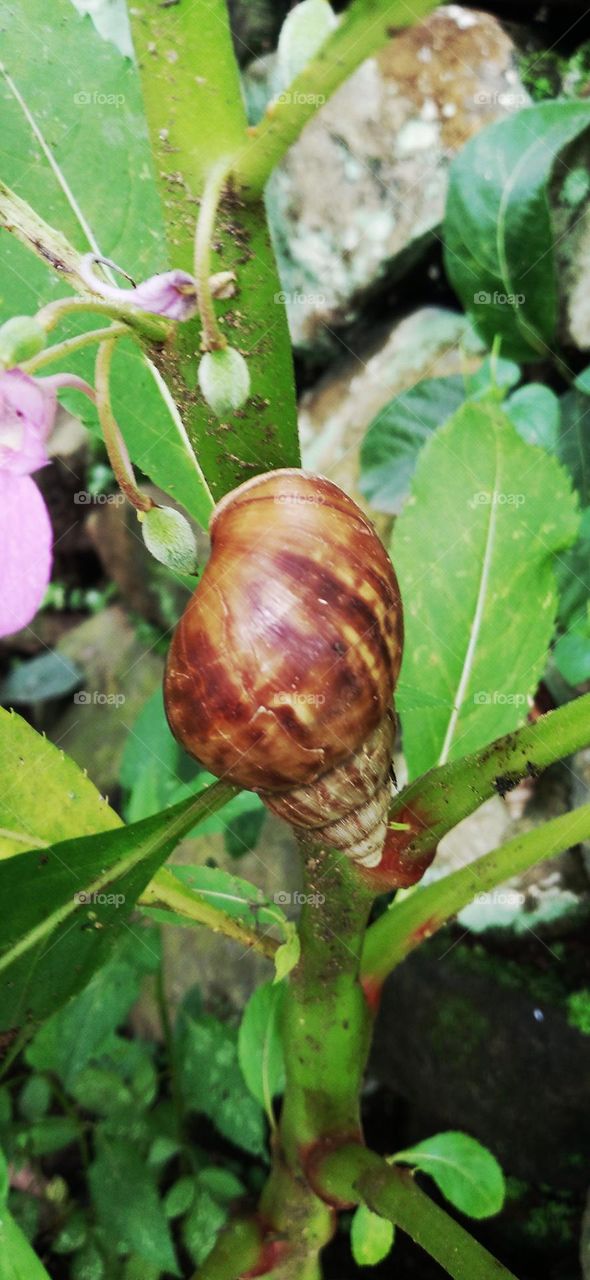 Snail or Achatina fulica is a land snail belonging to the Achatina family.