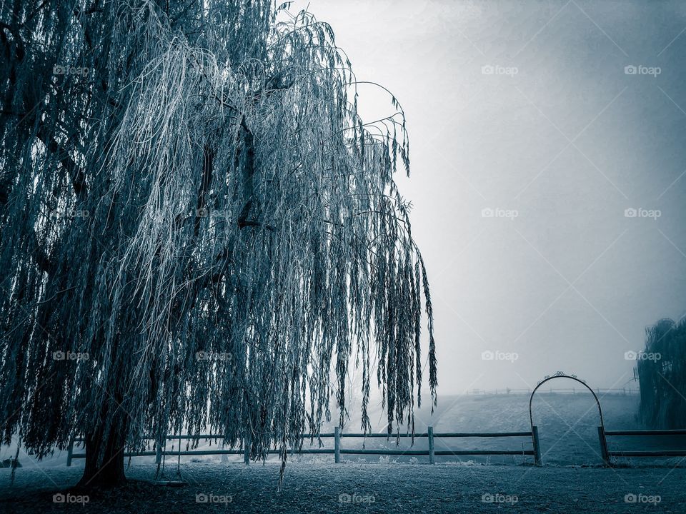 Weeping Willow Frost Morning 