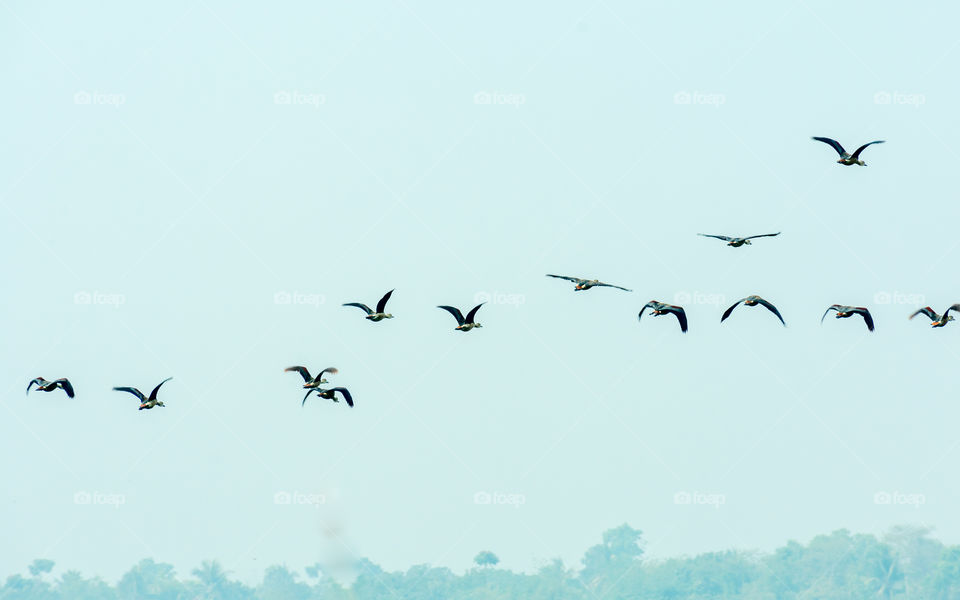 A flock of flying birds returning to home flying over head while migrating to their breeding grounds at sunset time in Bhigwan. Its is a small dusty town of Pune and Solapur Central Maharashtra, India