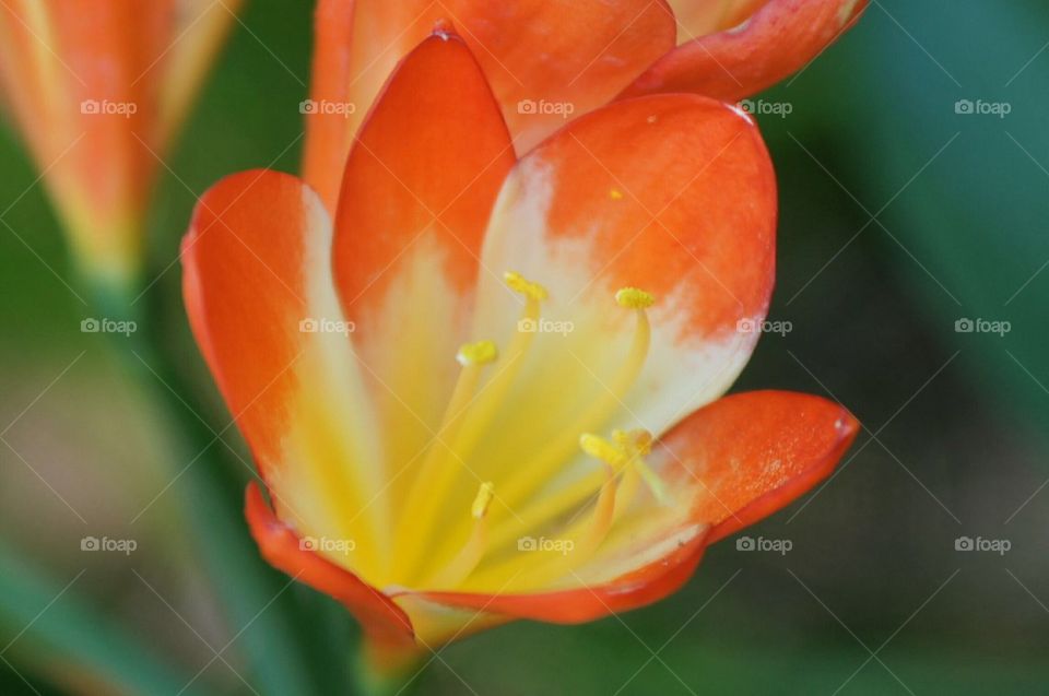 Orange yellow and white flower